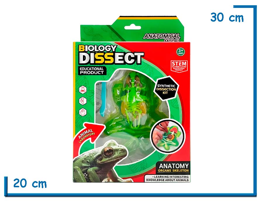 BIOLOGY DISSECT SAPO MODELO PARA DISECCION ANATOMICA